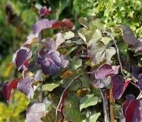 Cercis canadensis 'Ruby Falls' - Amerikaanse Judasboom - 3