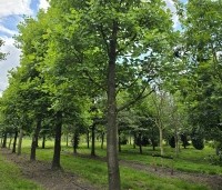Liriodendron tulipifera - Tulpenboom - 4