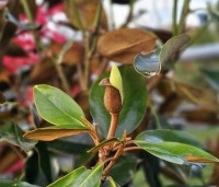 Magnolia grandiflora 'Little Gem' - Bladhoudende magnolia. - 4