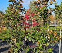 Magnolia grandiflora 'Little Gem' - Bladhoudende magnolia. - 3
