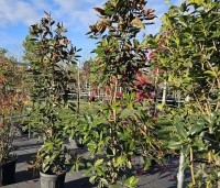 Magnolia grandiflora 'Little Gem' - Bladhoudende magnolia. - 2