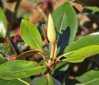Magnolia grandiflora 'Little Gem' - Bladhoudende magnolia. - 5