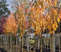 Prunus serrulata 'Kanzan' - Sierkers, kanzan - 8