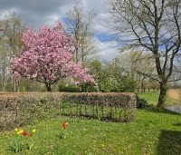 Prunus serrulata 'Kanzan' - Sierkers, kanzan - 7