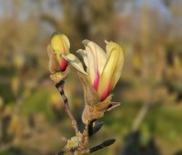 Magnolia 'Sunrise' - Magnolia 'Sunrise' - 1