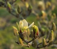 Magnolia 'Sunrise' - Magnolia 'Sunrise' - 2
