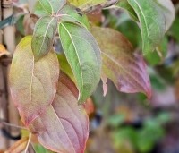 Cornus kousa 'Robert's Select' - Japanse grootbloemige kornoelje 'Robert's Select' - herfst