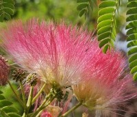 Albizia julibrissin - Perzische slaapboom - 4