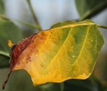 herfstverkleuring bij de Tulpenboom 'Aureomarginatum'