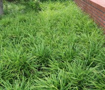 Liriope vakbeplanting