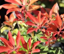 Pieris 'Mountain Fire' is een van de veel verkochte heesters uit ons assortiment