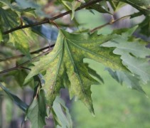 Platanus orientalis Minaret blad
