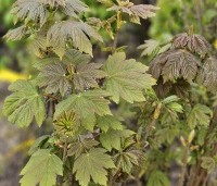 Acer pseudoplatanus - Gewone esdoorn - 2