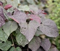 Cercis canadensis 'Ruby Falls' - Amerikaanse Judasboom - 2