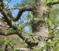 Nothofagus antartica - Schijnbeuk - 1