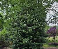 Ilex meserveae 'Blue Prince' - Blauwe hulst 'Blue Prince - 1