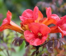 Campsis radicans 'Jazz Fire Trumpet'