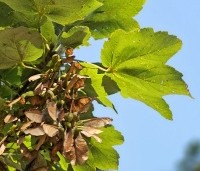 Acer pseudoplatanus - Gewone esdoorn - 3