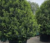 Prunus lusitanica 'Angustifolia' - Portugese laurier - solitaire struiken, kegelmodel aug 2025 THB Apeldoorn