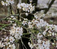 Prunus spinosa - Sleedoorn - 1