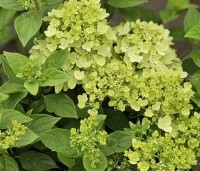 Hydrangea paniculata 'Little Lime' - Pluimhortensia 'Little Lime' - 3