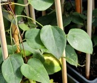Clematis 'Princess Diana' - Bosrank 'Princess Diana' - 1