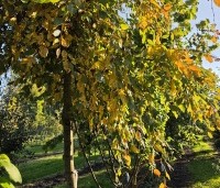 Carpinus betulus 'Pendula' - Treur haagbeuk - 2