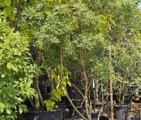 Vitex agnus-castus - Monnikenpeper - 4