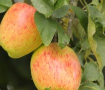 Appel Princes Noble