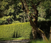 Thuja occidentalis 'Brabant' 