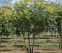 Koelreuteria paniculata - Chinese vernisboom - 1