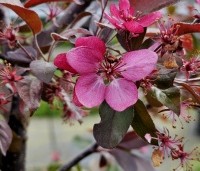 Malus 'Veitch's Scarlet' - Sierappel 'Veitch's Scarlet' - 5
