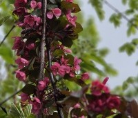 Malus 'Veitch's Scarlet' - Sierappel 'Veitch's Scarlet' - 6