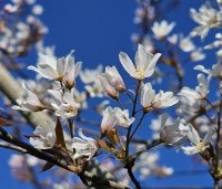 Amelanchier arborea 'Robin Hill' - Amerikaans krentenboompje - 5