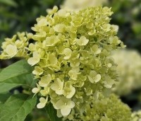 Hydrangea paniculata 'Limelight' - Pluimhortensia 'Limelight' - 1