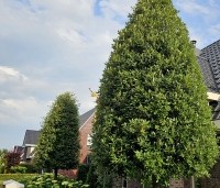 Quercus ilex - Steeneik - 7