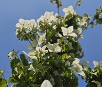 cornus kousa var chinensis - cornus kousa var chinensis - 5