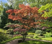 Acer palmatum 'Atropurpureum' - Japanse Esdoorn 'Atropurpureum' - 2