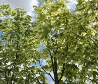 Acer platanoides 'Drummondii' - Gevlekte Noorse Esdoorn - 2