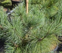 Pinus monticola 'Ammerland' - Westerse witte den - 1