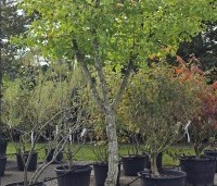 Ginkgo biloba - Japanse Notenboom - 1