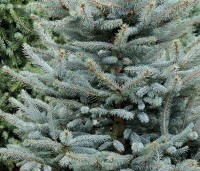Picea pungens 'Glauca' - Blauwspar 'Glauca' - 2