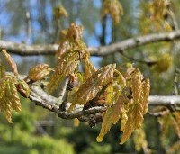 Quercus petraea - Wintereik - 1