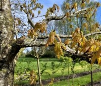 Quercus petraea - Wintereik - 2