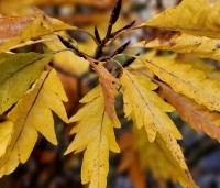 Fagus sylvatica 'Asplenifolia' - Varenbeuk - 1