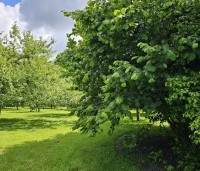 Corylus avellana - Gewone hazelaar - 1