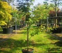 Acer pseudo. 'North Wind' 175/200 cm