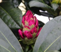 Rododendron 'Blurettia' met lila roze bloem nog half in de knop