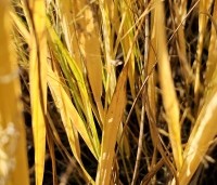 Panicum virgatum 'Northwind' - Vingergras 'Northwind' - herfst
