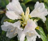 Rhododendron 'Dora Amateis' - Rododendron 'Dora Amateis' - 1